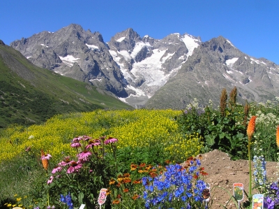 Fleursmontagne2.jpg