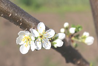 Bourgeons